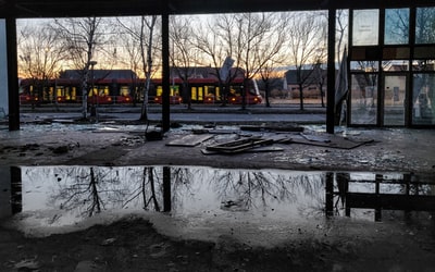 The trees on the surface of the reflection
